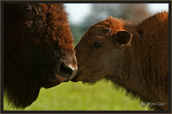 Cow and Calf Touching Noses
